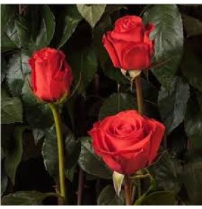 ΤΡΙΑΝΤΑΦΥΛΛΟ ΚΟΡΑΛΙ 50εκ. ROSEN  ECUADOR STAR 50cm